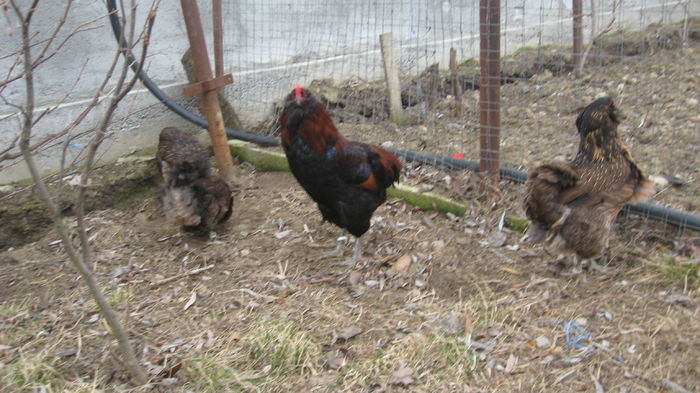 Picture 7726 - Gaini araucana potarnichiu matca 2016 achizitie Germania