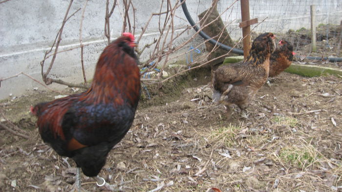 Picture 7730 - Gaini araucana potarnichiu matca 2016 achizitie Germania