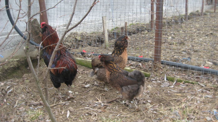 Picture 7731 - Gaini araucana potarnichiu matca 2016 achizitie Germania