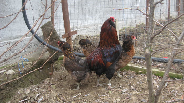 Picture 7732 - Gaini araucana potarnichiu matca 2016 achizitie Germania