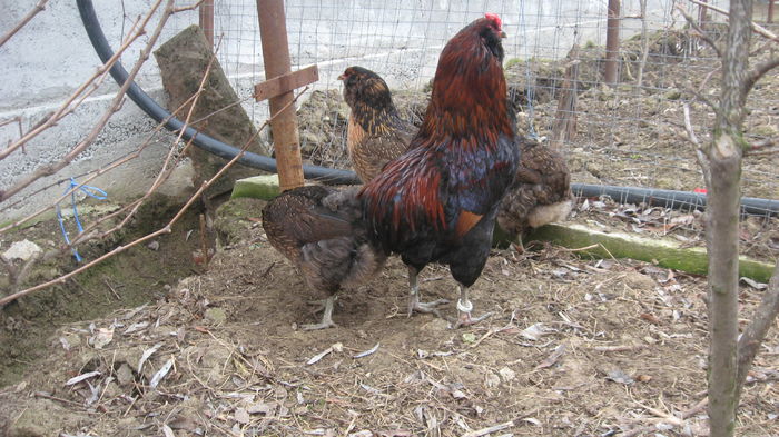 Picture 7733 - Gaini araucana potarnichiu matca 2016 achizitie Germania