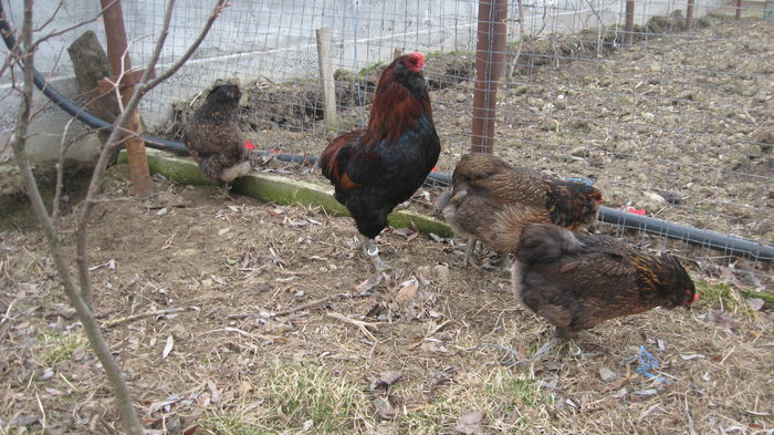 Picture 7734 - Gaini araucana potarnichiu matca 2016 achizitie Germania