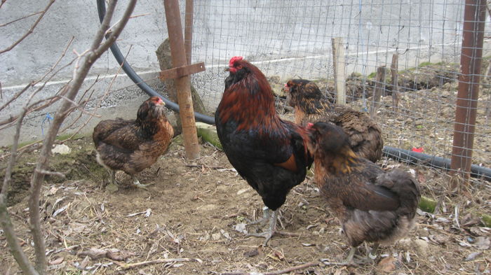 Picture 7742 - Gaini araucana potarnichiu matca 2016 achizitie Germania