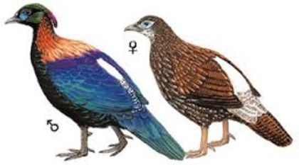 Lophophorus Lhuysii - lophophorus