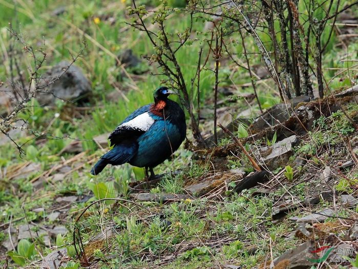 Lophophorus Lhuysii