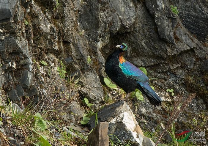 Lophophorus Lhuysii