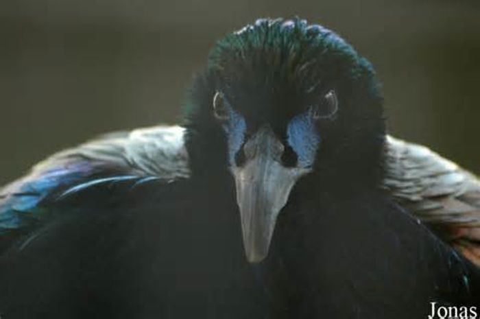 Lophophorus Lhuysii - lophophorus