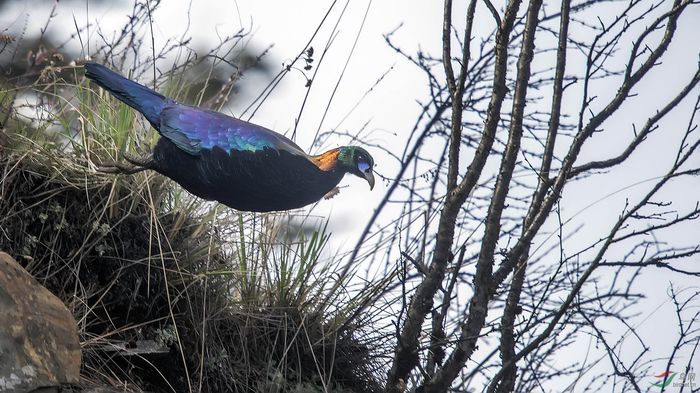 Lophophorus Lhuysii