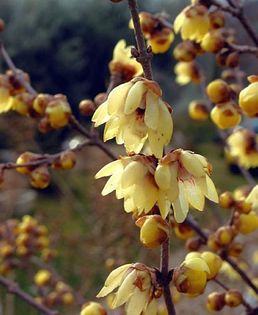 Chimonanthus praecox- Arbustul zanei; 2.5m, flori puternic parfumate, infl dec-mar, ferit de vant, ziduri S
