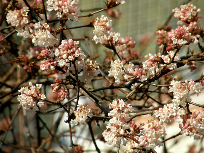 Viburnum farreri- Calin de iarna; Viburnum fragrans, 3m, fl parfumate, febr-mar
