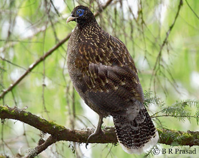 Lophophorus Sclateri.