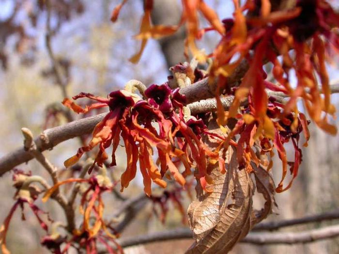 Hamamelis mollis et H. x intermedia Diane fl; 3m, feb-mar, parf, foliaj galben toamna
