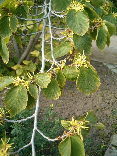 Hamamelis_virginiana- Nucul vrajitoarei; 6-10m, infl toamna
