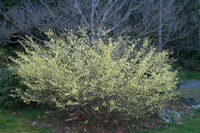 Corylopsis pauciflora tufa