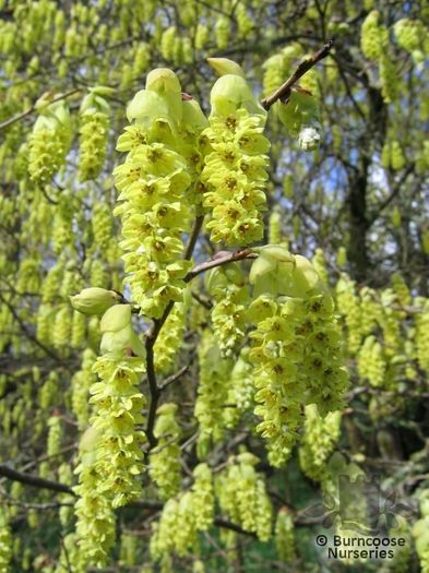 corylopsis sinensis - Wishlist arbori si arbusti