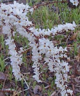 Abeliophyllum distichum- Forsythia alba parf; infl sf ian-martie
