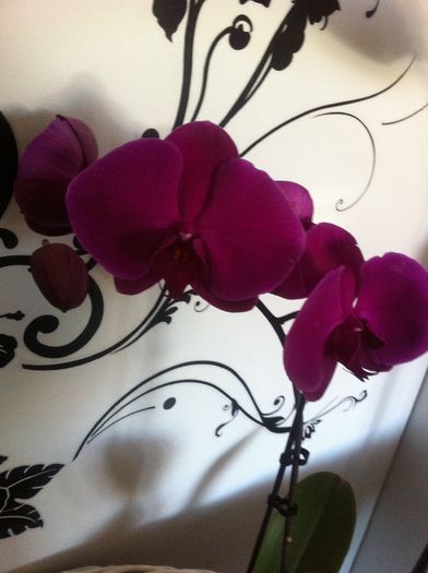 achizitie noua - Orhidee