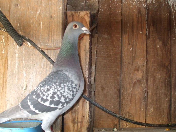 Picture 406 - PORUMBEI MEI