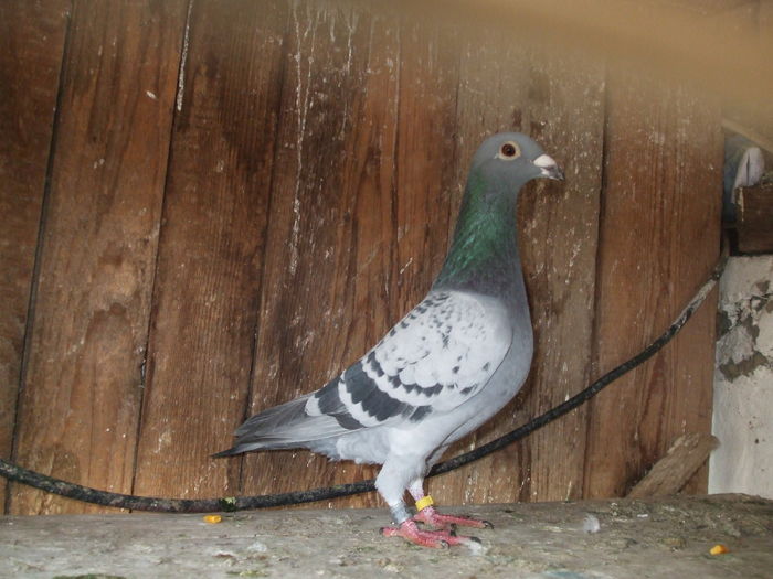 Izdrea-Cupa Mihail-Batemburg