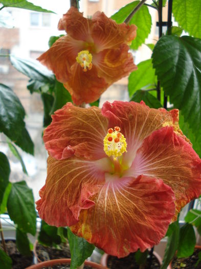 DSC04659