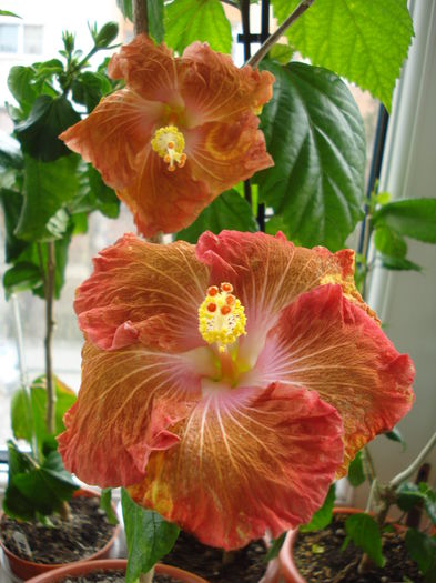 DSC04660 - HIBISCUS 2016