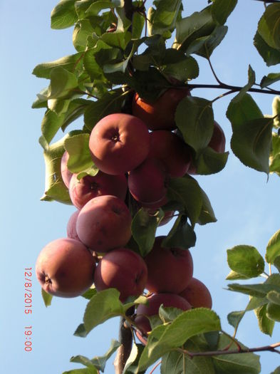 Mar cu Miez Rosu 12 aug