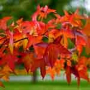 Liquidambar-Styraciflua toamna - Wishlist arbori si arbusti