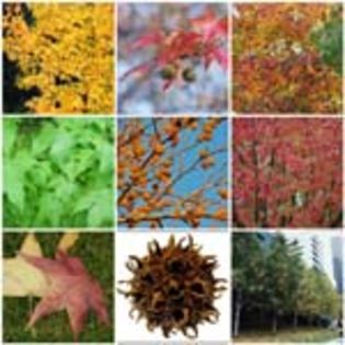 Liquidambar-Styraciflua - Wishlist arbori si arbusti