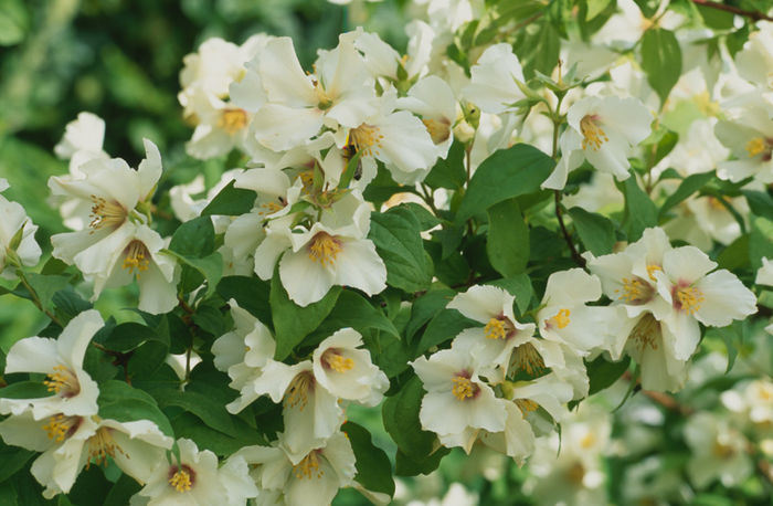 Philadelphus Belle Etoile - Wishlist arbori si arbusti