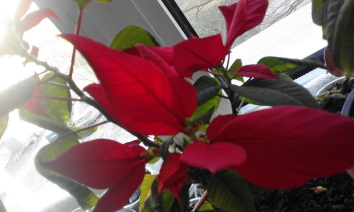 20160225_163912 - Flori 2016