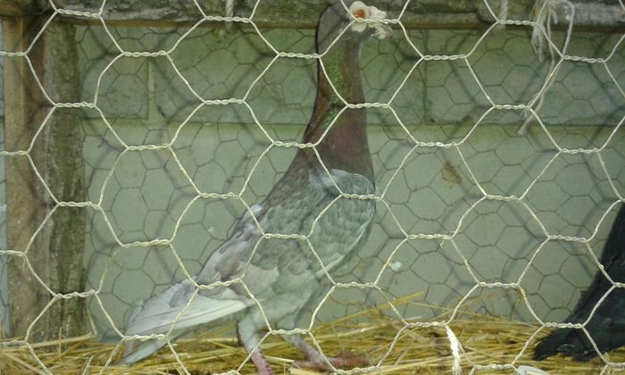 20160225_mascul 2014