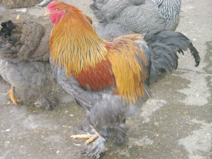 P2060102 - Brahma 2009 - 2011