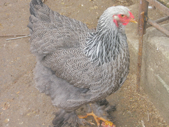 P2060136 - Brahma 2009 - 2011