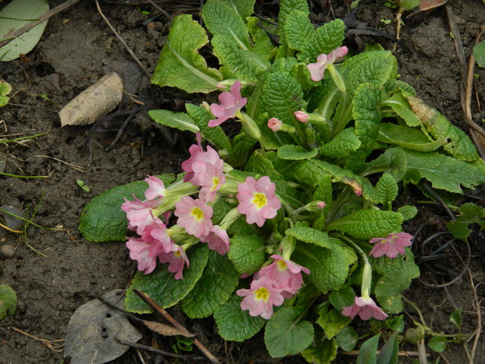 DSCN9346 - 2016 PRIMULE