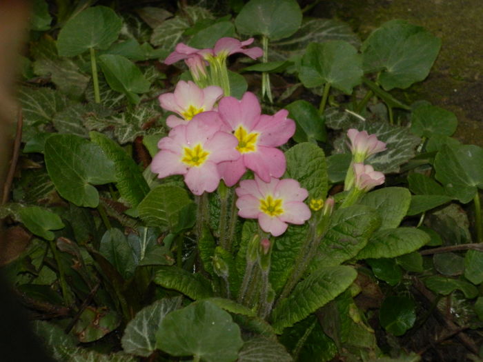 DSCN9353 - 2016 PRIMULE