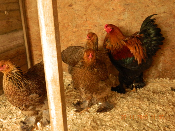 Picture 019 - GAINI  ARHIVA