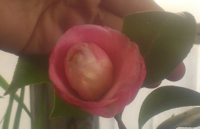 25feb2016_1 - Camellia