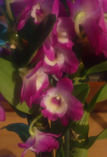 25feb2016 - Dendrobium nobile etc