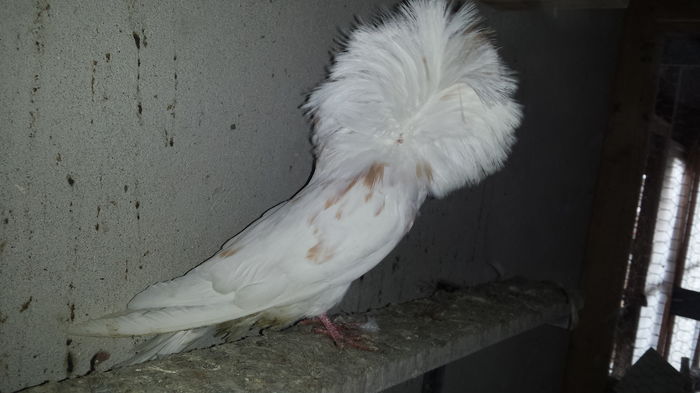 20151204_124818 - PORUMBEI VANDUTI