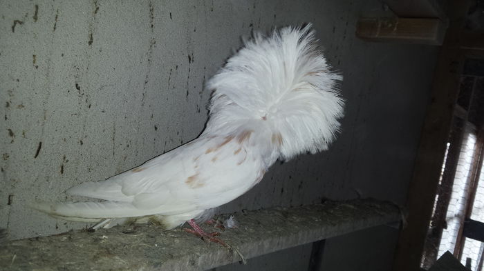20151204_124813 - PORUMBEI VANDUTI