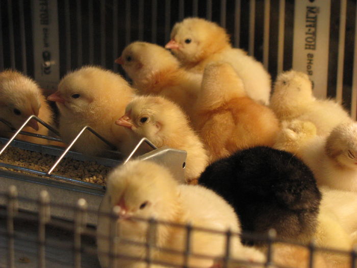 25.02.2016 047 - GENERATIA UNU PE  2016