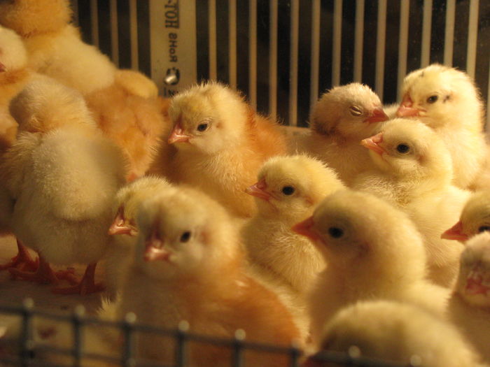 25.02.2016 048 - GENERATIA UNU PE  2016