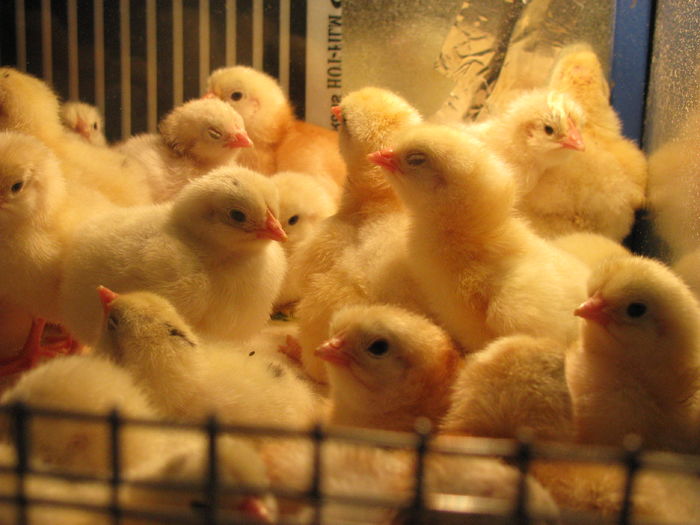 25.02.2016 051 - GENERATIA UNU PE  2016