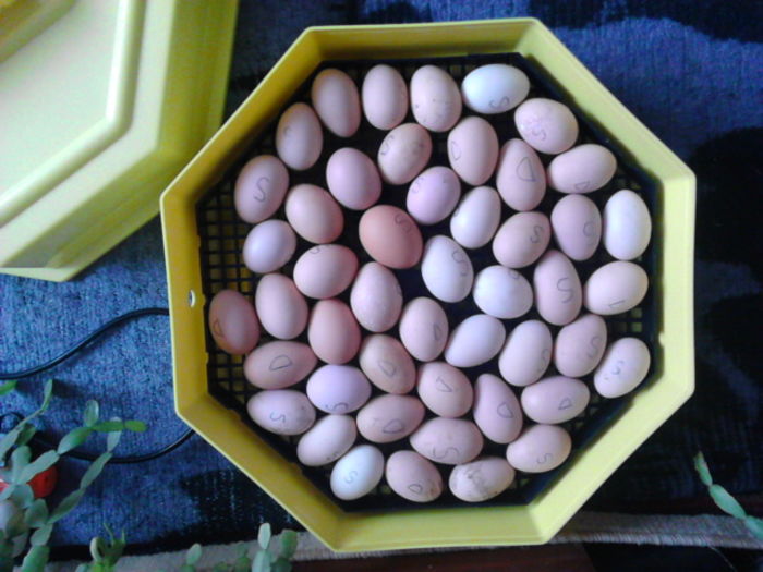 IMG_20160226_112517; oare ce va ie%u0219i...?
