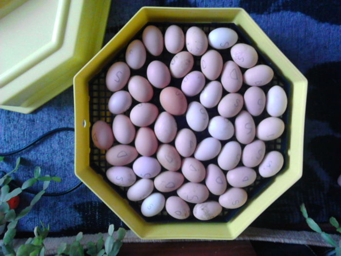 IMG_20160226_112519; peste 21 de zile...
