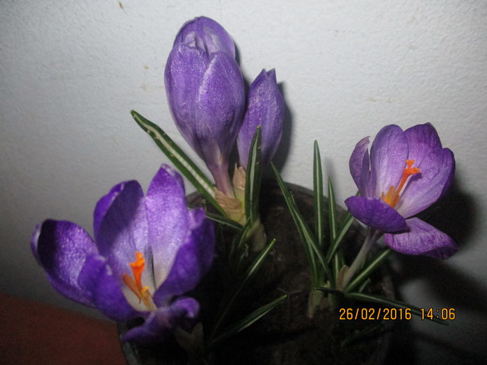 IMG_1362 - vine primavara