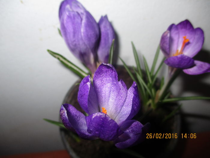 IMG_1363 - vine primavara