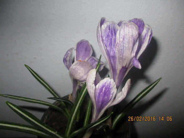 IMG_1365 - vine primavara