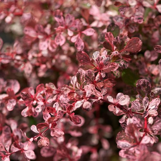 berberis_thunbergii_atropurpurea_harlequin - ALTE NOUTATI IN GRADINA MEA