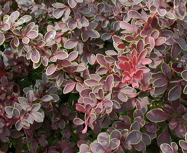 berberis_thu._coronita - ALTE NOUTATI IN GRADINA MEA